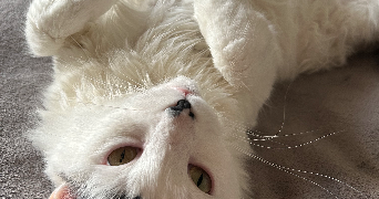 aude pet sitter à PARIS 09 75009_2