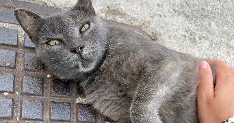 margot cat sitter à PARIS 16 75016_7