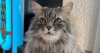 marie pet sitter à GRENOBLE 38000_3