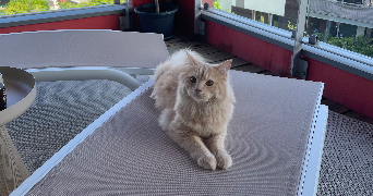 noémie pet sitter à DOUVAINE 74140_0