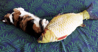 morthy pet sitter à AUBERVILLIERS 93300_2