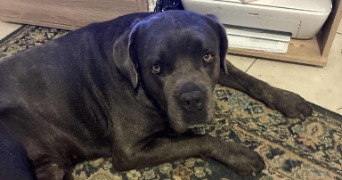 ines pet sitter à BEZIERS 34500_7