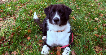 lisa pet sitter à LYON 08 69008_8
