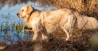 thibault pet sitter à ANGERS 49000_2