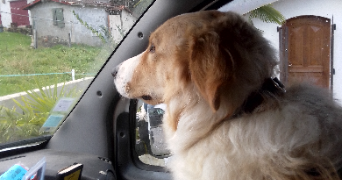 michel pet sitter à VILLEFRANQUE 64990_3