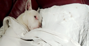 vanesa pet sitter à SEIGNELAY 89250_5
