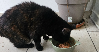 inès pet sitter à LYON 05 69005_8