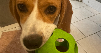 solene pet sitter à VILLEURBANNE 69100_4