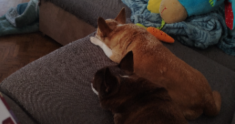 virginie pet sitter à TRESBOEUF 35320_1