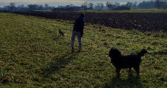 bertrand dog sitter à Achenheim 67204_6