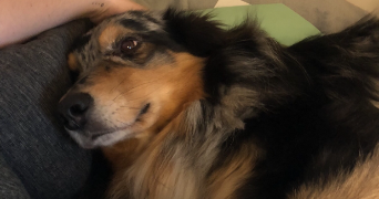 coline pet sitter à Tincques 62127_7