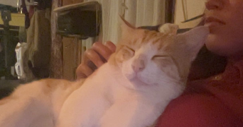 jaïlys pet sitter à MAUGUIO 34130_2