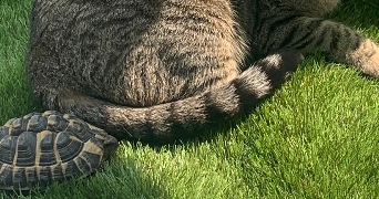 pascale pet sitter à PARAY LE MONIAL 71600_9