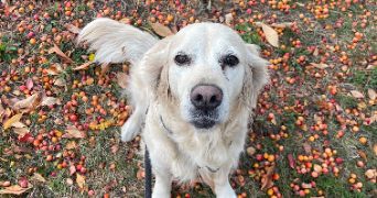Justine pet sitter à Lyon 69009_1