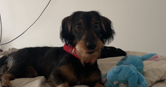 chloé pet sitter à MARSEILLE 09 13009_2