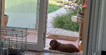 melanie pet sitter à REZE 44400_3