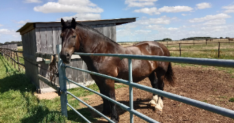 charlotte pet sitter à MORLAIX 29600_3