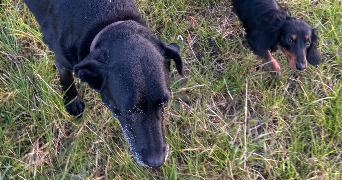 chléa pet sitter à NANTES 44300_2