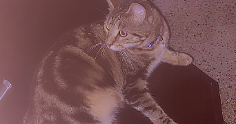 manon pet sitter à SALON DE PROVENCE 13300_1