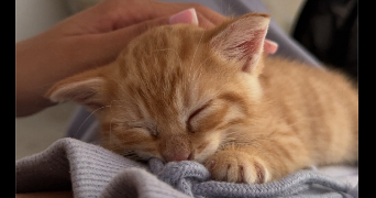 hind pet sitter à LE CHAMBON FEUGEROLLES 42500_5