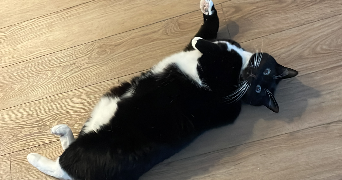 lucile pet sitter à CASTELNAU D ARBIEU 32500_1