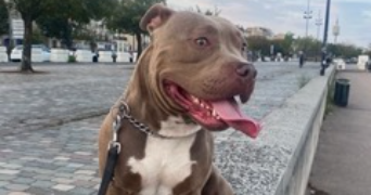pauline pet sitter à CHATOU 78400_2
