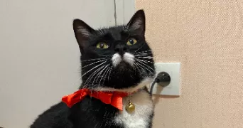 elise pet sitter à NARBONNE 11100