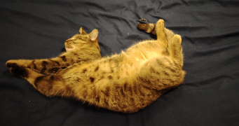mélissa pet sitter à ESNON 89210_5