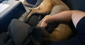 kevin pet sitter à ROISSY EN FRANCE 95700_4