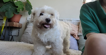 mina pet sitter à QUIMPER 29000_9