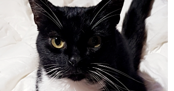 oceane  pet sitter à BOURGES 18000_8