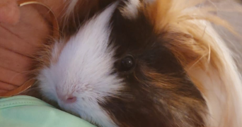 delphine pet sitter à MARSEILLE 11 13011_1