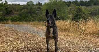 audrey pet sitter à Axat 11140_1