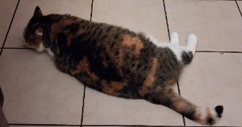 adélaïde pet sitter à BRUZ 35170_1