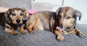 cyrielle pet sitter à SURESNES 92150_11