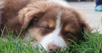 marie-aude pet sitter à CHAUMES EN BRIE 77390_0