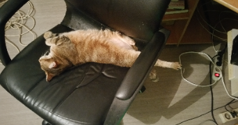 yacine pet sitter à GRABELS 34790_3