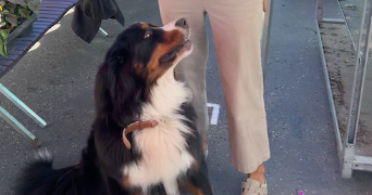juliette pet sitter à PARIS 07 75007_7