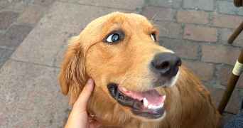 zoe pet sitter à COLOMIERS 31770_0