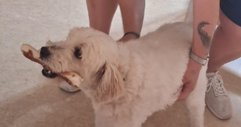 nathalie pet sitter à SEGRE EN ANJOU BLEU 49500_0