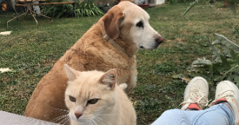 amandine pet sitter à LA ROCHELLE 17000_1