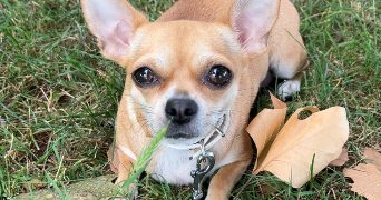 dorine pet sitter à AMIENS 80000_1