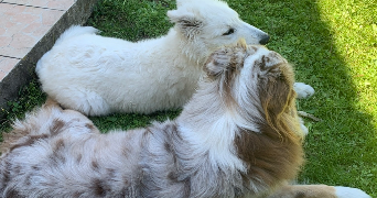 maëlyne pet sitter à ST PIERRE LA PALUD 69210_5