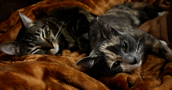 maëva pet sitter à CHAZELLES SUR LYON 42140_7