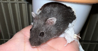 manon pet sitter à ASSEVENT 59600_10