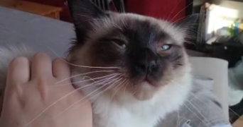 ashley pet sitter à AMBILLY 74100_5