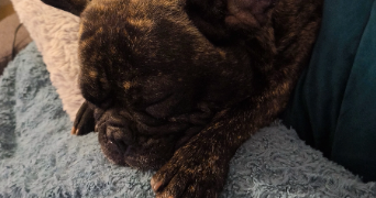 angélique pet sitter à HOENHEIM 67800_4