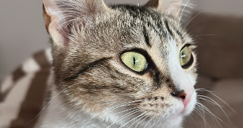 jenny pet sitter à PARIS 15 75015_1