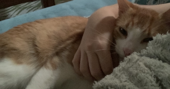 leelou pet sitter à PORDIC 22590_3