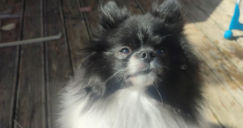 charlene pet sitter à Lormont 33310_2